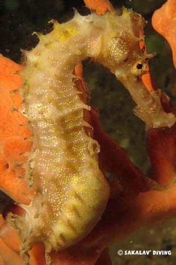 plongée macro hippocampus histrix nosy be